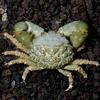 Emerald Crab